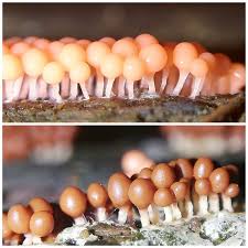 Attēlu rezultāti vaicājumam “Heterotrichia ferruginea (syn. Arcyria ferruginea)”