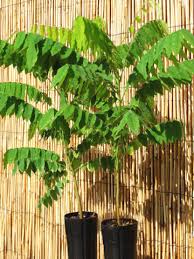 Attēlu rezultāti vaicājumam “Bilimbia tetramera”