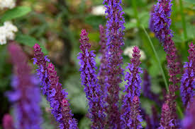 Attēlu rezultāti vaicājumam “Salvia nemorosa fruit”