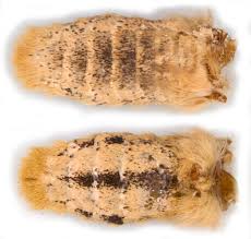 Attēlu rezultāti vaicājumam “Conistra rubiginea”