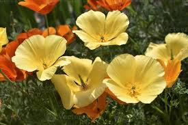 Attēlu rezultāti vaicājumam “Papaveraceae”