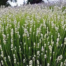 Attēlu rezultāti vaicājumam “Lavandula angustifolia bud”