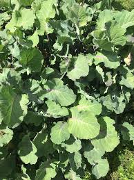 Image result for Taunton Deane