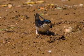 Attēlu rezultāti vaicājumam “Delichon urbicum juvenile”