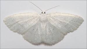 Attēlu rezultāti vaicājumam “Cabera pusaria”