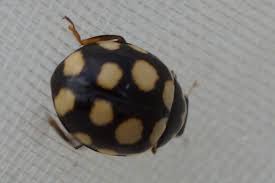 Attēlu rezultāti vaicājumam “Coccinula quatuordecimpustulata”