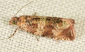 Attēlu rezultāti vaicājumam “Dendrophagus crenatus”