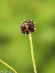 Attēlu rezultāti vaicājumam “Ranunculus lanuginosus flower”