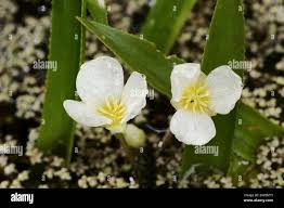 Attēlu rezultāti vaicājumam “Stratiotes aloides flower”