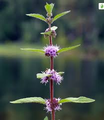 Attēlu rezultāti vaicājumam “Mentha x verticillata”