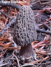 Attēlu rezultāti vaicājumam “Morchella esculenta”