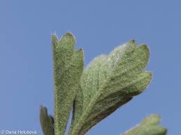 Attēlu rezultāti vaicājumam “Potentilla arenaria bud”