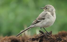 Image result for Motacilla alba