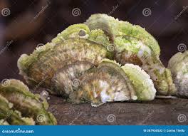 Attēlu rezultāti vaicājumam “Cerrena unicolor”