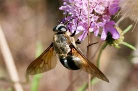 Attēlu rezultāti vaicājumam “Bayeriola thymicola”