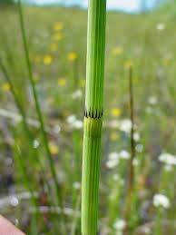 Attēlu rezultāti vaicājumam “Equisetum fluviatile”