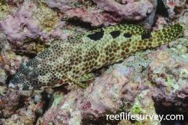 Image result for Epinephelus tukula
