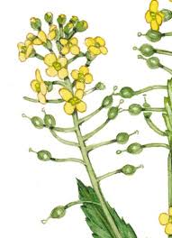 Attēlu rezultāti vaicājumam “Rorippa amphibia fruit”