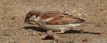 Attēlu rezultāti vaicājumam “Passer domesticus male”