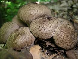 Attēlu rezultāti vaicājumam “Lycoperdon perlatum”