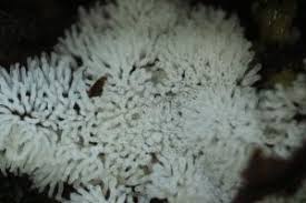 Attēlu rezultāti vaicājumam “Ceratiomyxa morchella”