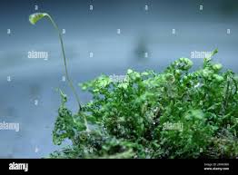 Attēlu rezultāti vaicājumam “Fissidens taxifolius”