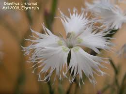 Attēlu rezultāti vaicājumam “Dianthus arenarius”