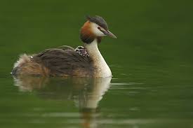 Attēlu rezultāti vaicājumam “Podiceps cristatus”