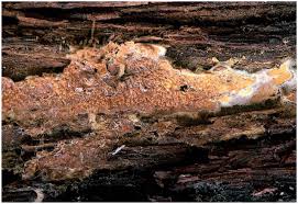 Attēlu rezultāti vaicājumam “Leucogyrophana sororia”