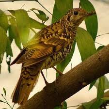 Image result for Zoothera dauma