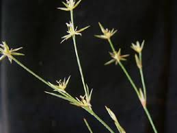 Attēlu rezultāti vaicājumam “Juncus bufonius bud”