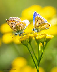 Attēlu rezultāti vaicājumam “Polyommatus icarus male”