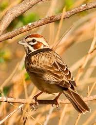 Image result for Chondestes grammacus