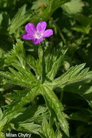 Attēlu rezultāti vaicājumam “Geranium palustre flower”