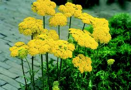 Image result for Achillea filipendulina