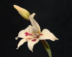 Attēlu rezultāti vaicājumam “Gladiolus imbricatus bud”
