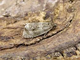 Attēlu rezultāti vaicājumam “Orthotaenia undulana”