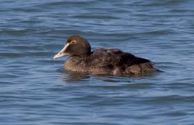 Attēlu rezultāti vaicājumam “Somateria mollissima juvenile”