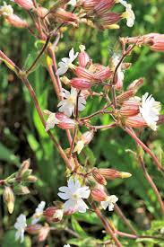 Attēlu rezultāti vaicājumam “Silene borysthenica bud”