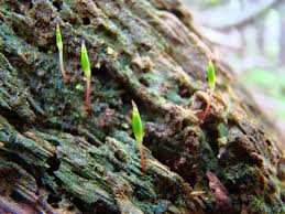 Attēlu rezultāti vaicājumam “Buxbaumia viridis”