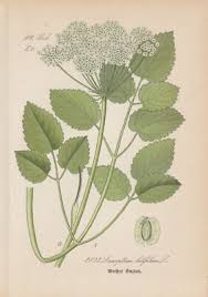 Attēlu rezultāti vaicājumam “Laserpitium latifolium”