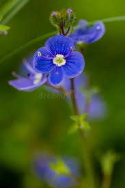 Attēlu rezultāti vaicājumam “Veronica agrestis flower”