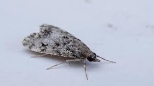 Attēlu rezultāti vaicājumam “Eudonia lacustrata”