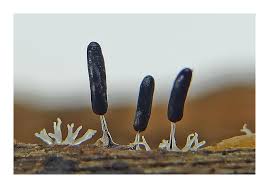 Attēlu rezultāti vaicājumam “Stemonitopsis typhina young”