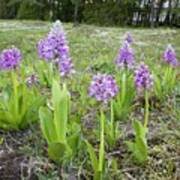 Attēlu rezultāti vaicājumam “Orchis militaris”