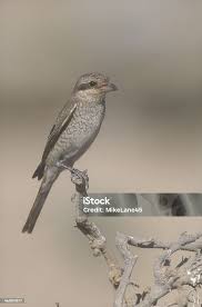 Image result for Lanius isabellinus