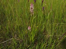 Attēlu rezultāti vaicājumam “Puccinia sessilis”