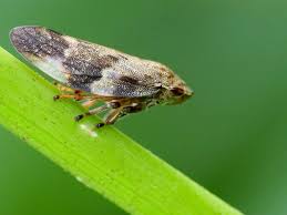 Attēlu rezultāti vaicājumam “Aphrophora alni”