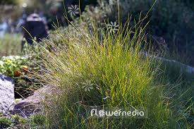 Attēlu rezultāti vaicājumam “Carex dioica”