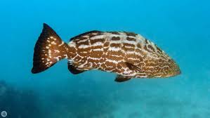 Image result for Mycteroperca bonaci